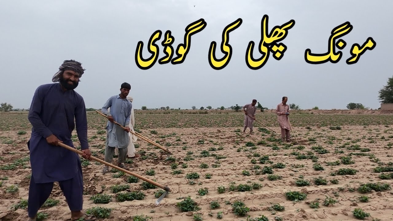 Peanut crops | mong phali ki godi | mong phali ki fasal | farmer life routine | farmers working |