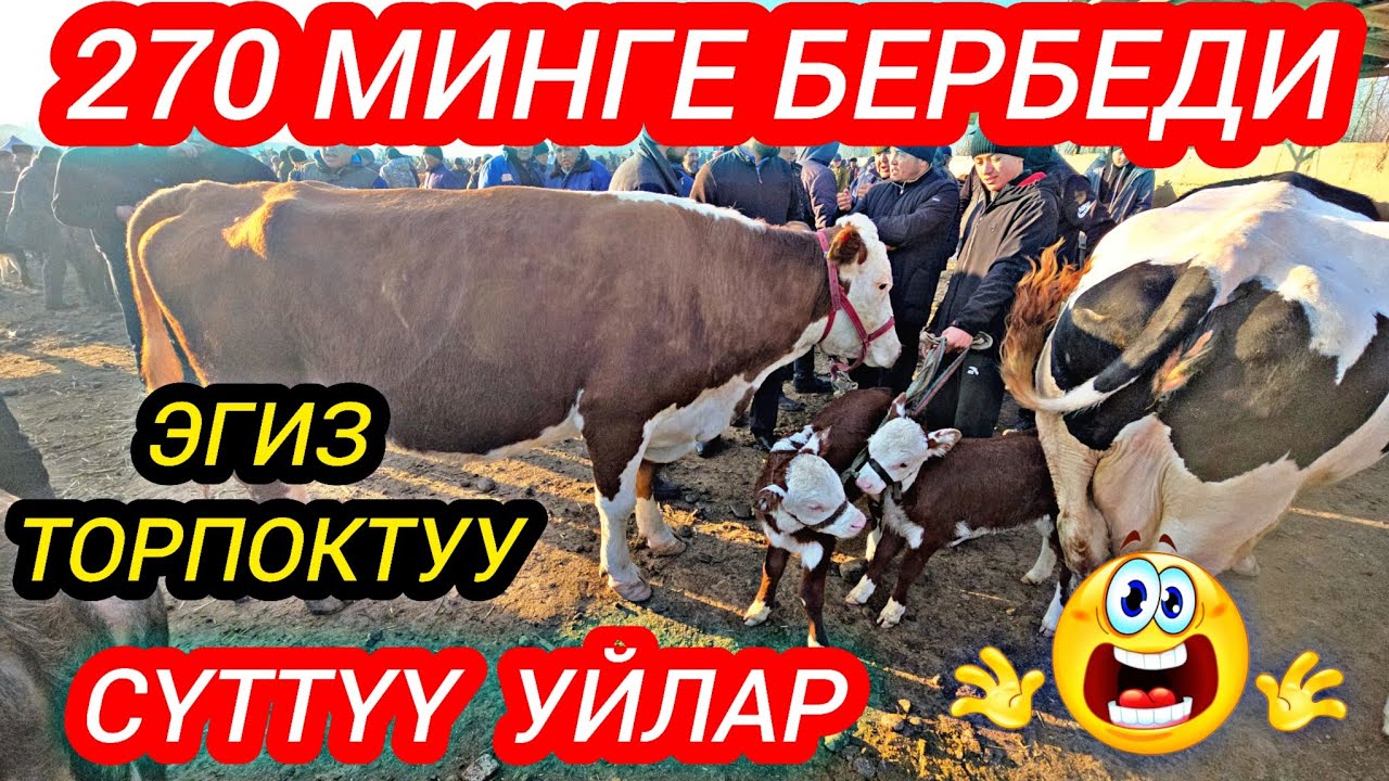 НООКАТ АРАЛ МАЛ БАЗАР СААН УЙЛАР 270 МИНГЕ БЕРБЕЙ ЖАТАТ ЭГИЗ ТОРПОГУ МЕНЕН#байкж 