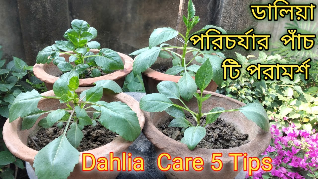 Growing Dahlias from Cuttings  5 tips
