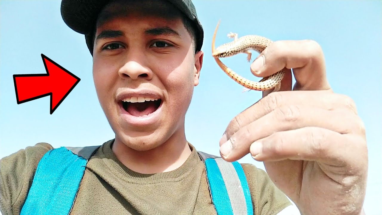 رحلة صيد صقور وثعابين في الصحراء 🔥 اصتدنا سحلية عضاضة وخفاش 🏞️🔥