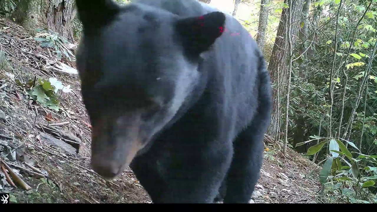 Trail cam records three years of wildlife on a mountain trail!