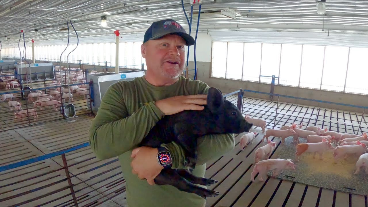 Last Batch of Baby Pigs