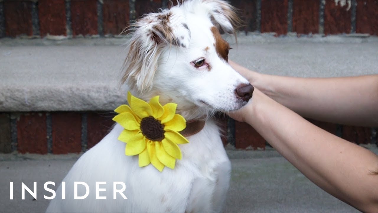 Rescue Dog Inspired Owner To Start An Accessory Business For Pets