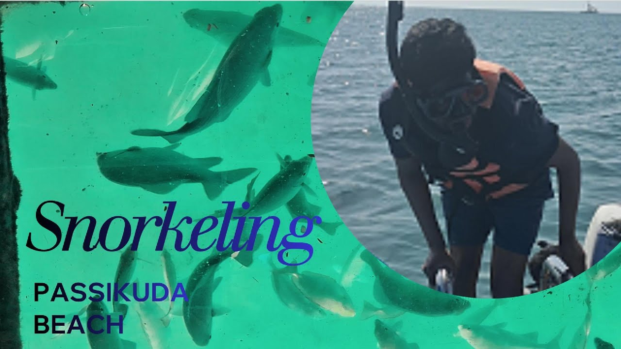 Snorkelling experience @ Pasikuda Beach ⛱️ 🌊 #snorkeling #pasikuda #beach #seaanimals #visitsrilanka