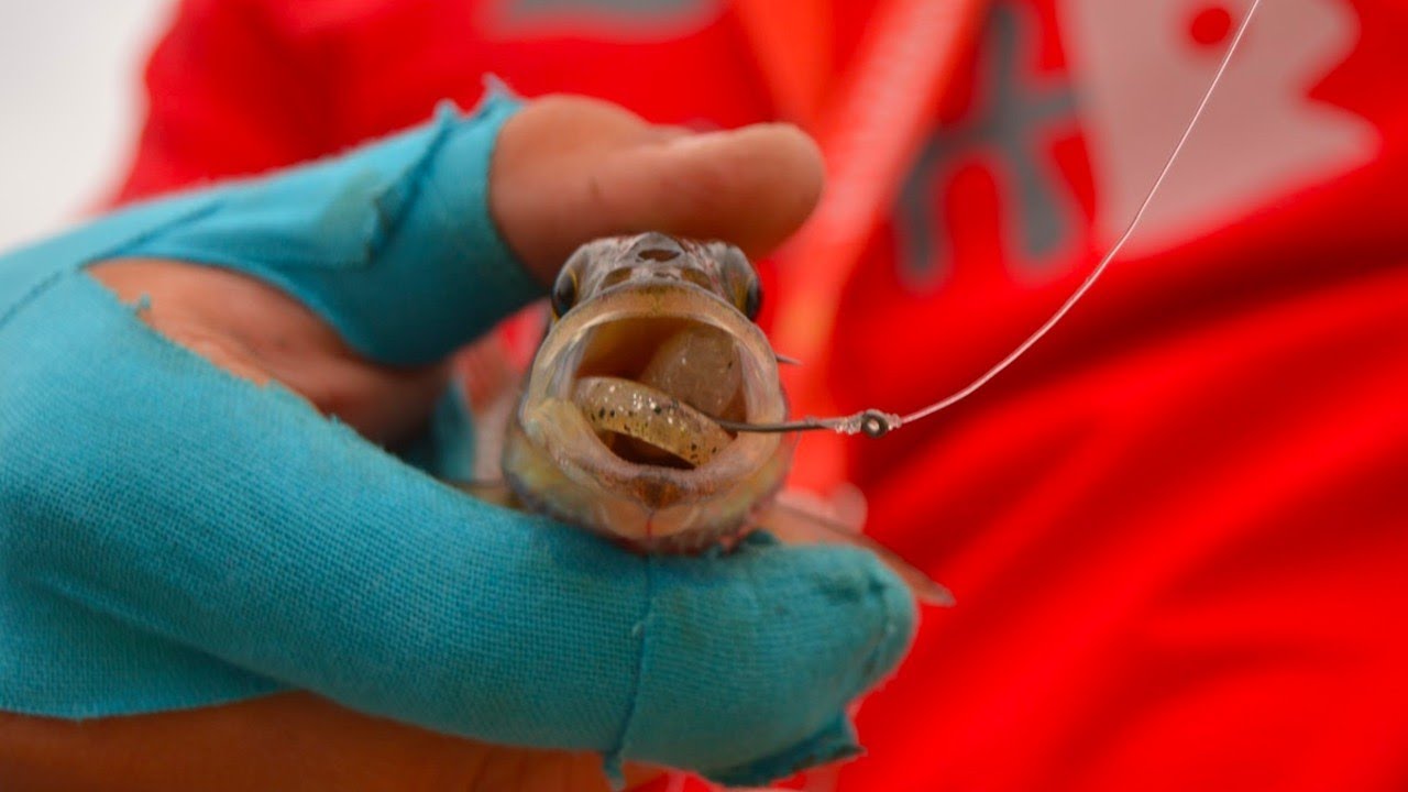 DropShot auf Barsch mit Angelguiding Berlin-Köpenick