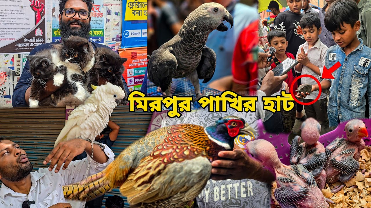 মিরপুর ১ পাখির হাট_কাকাতুয়া পাখি এসেছে, Ringneck, Persian kitten, African grey,cats_Mirpur 1 haat
