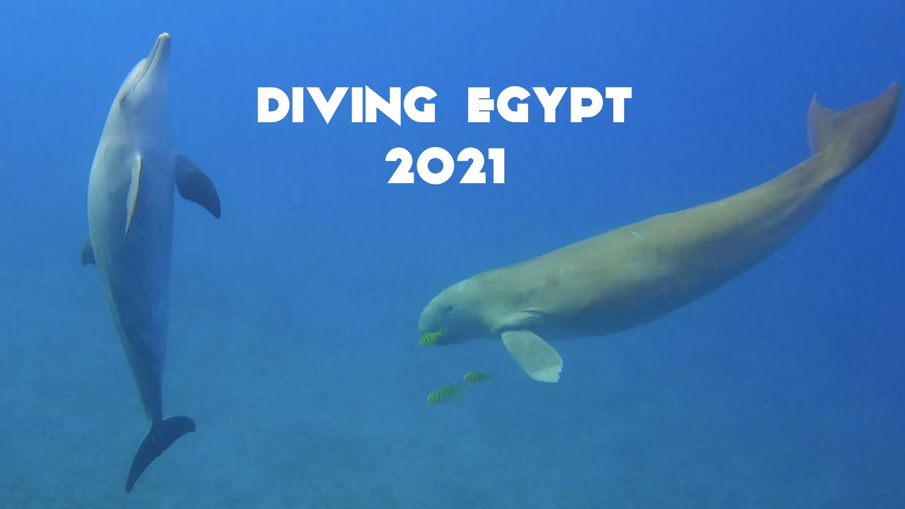 Diving Marsa Alam Egypt