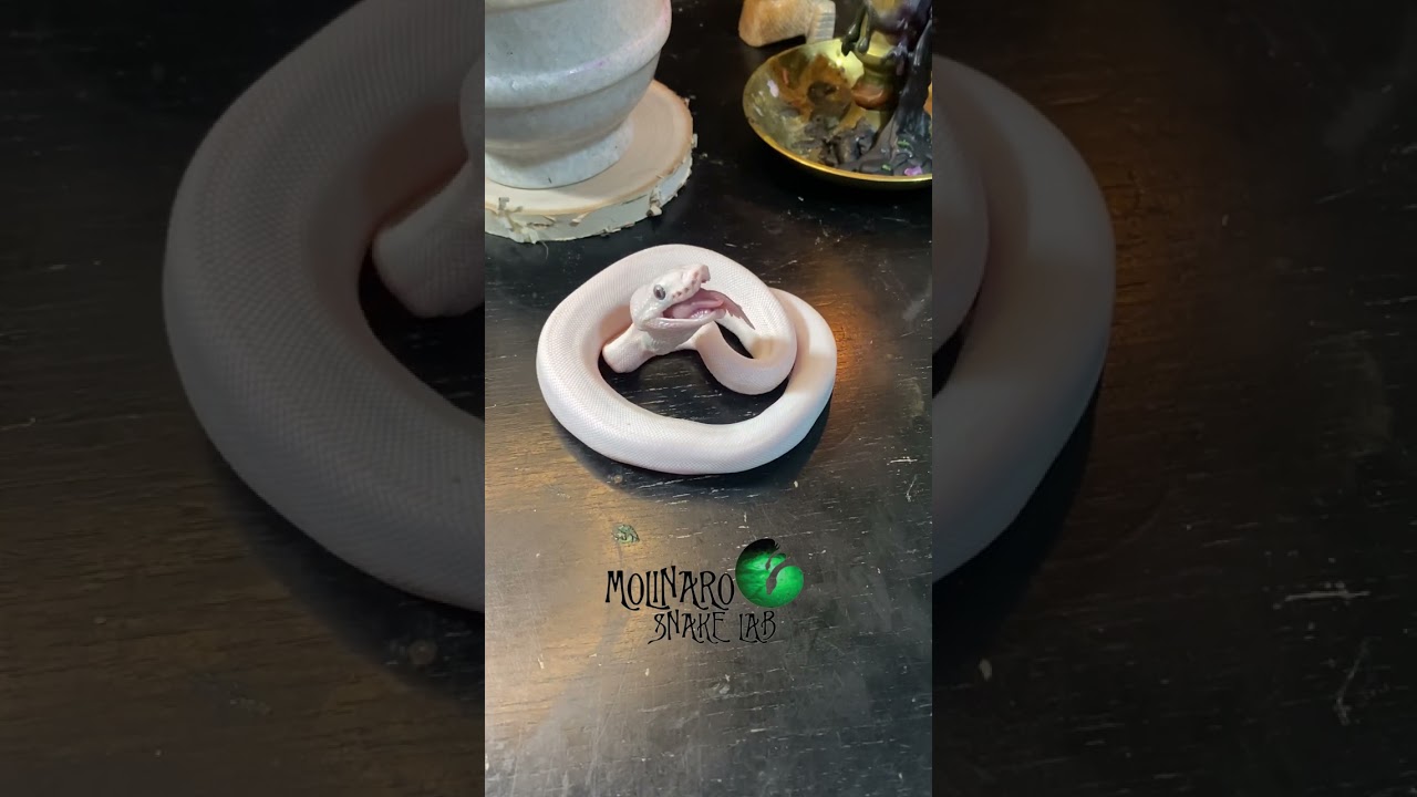 Update on my snake that won&rsquo;t eat!