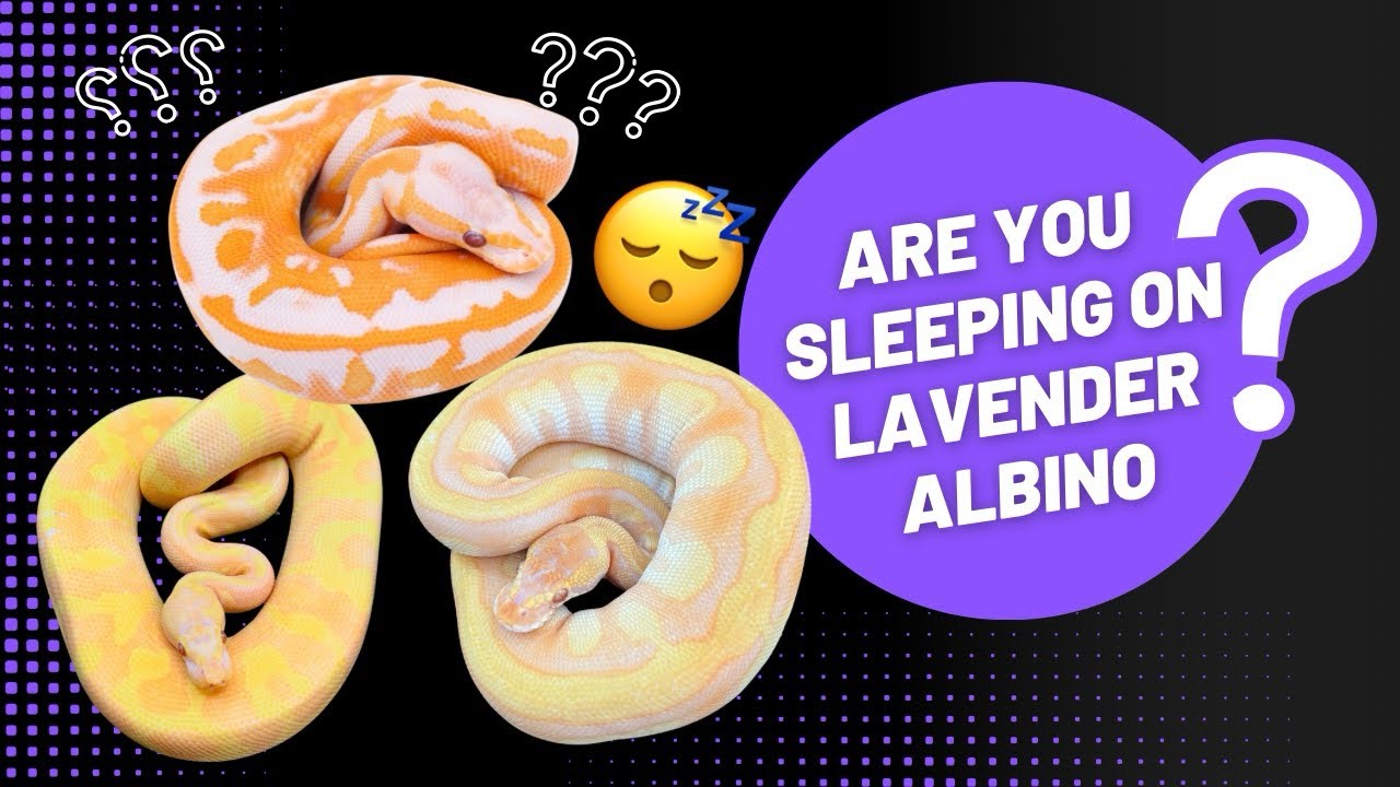 Why You Will Regret Sleeping On The Lavender Albino Ball Python Project!