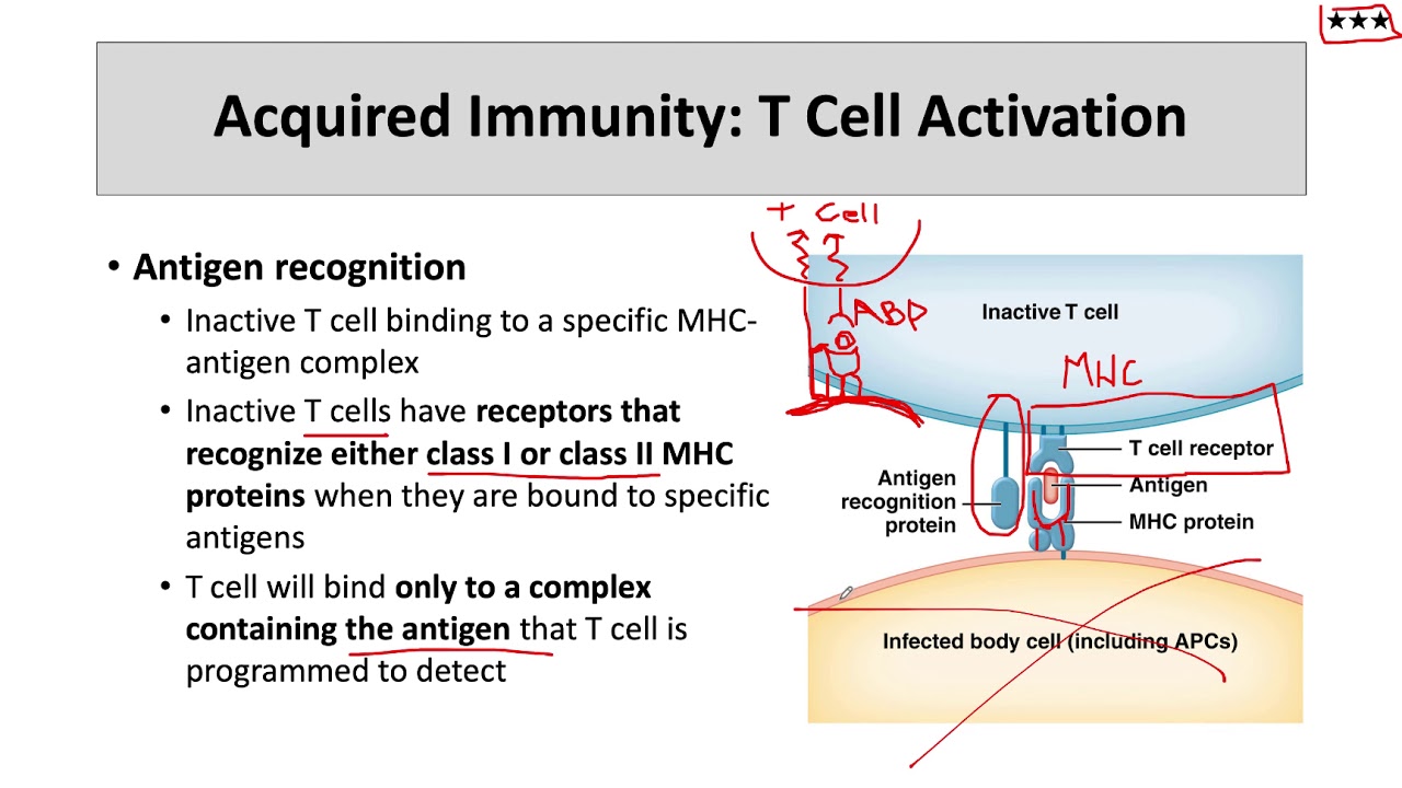 T cell activation and CD4 vs CD8 classification