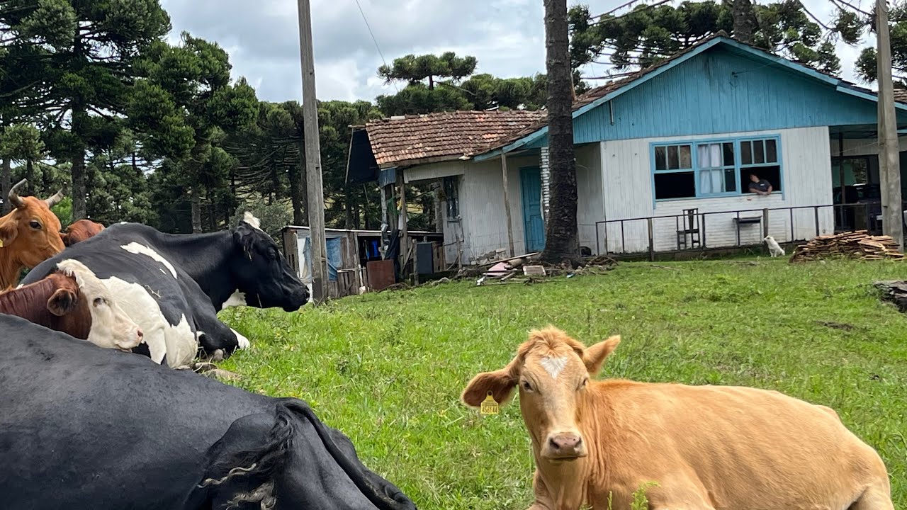 SÍTIO A VENDA EM SÃO JOAQUIM LUGAR DE MUITAS RIQUEZAS