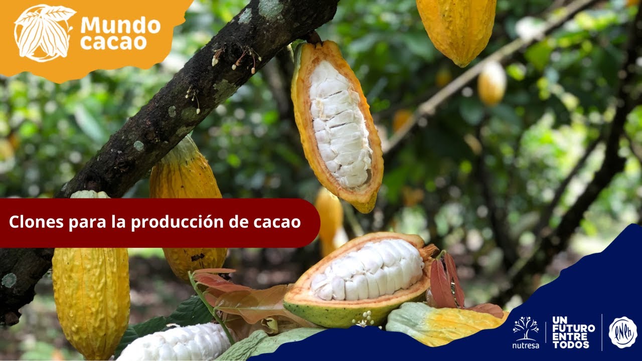 Clones recomendados para la producción cacaotera en Colombia | CNCH