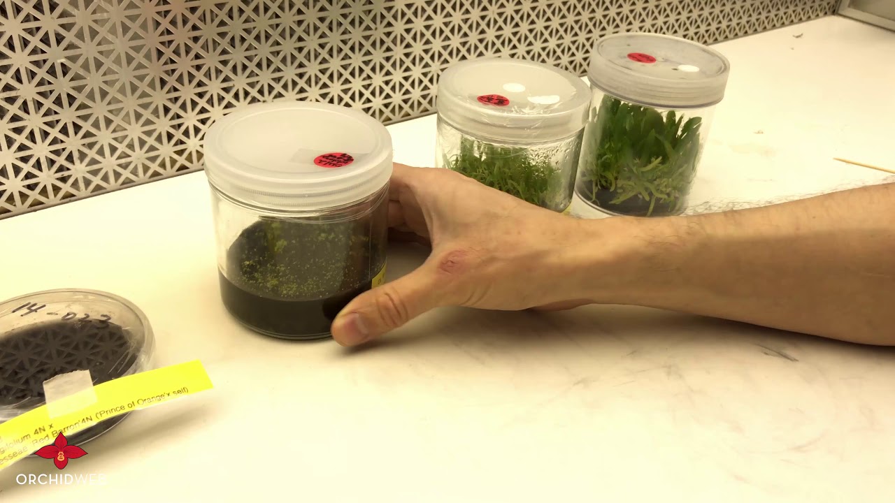 OrchidWeb - How We Develop Phragmipedium at OrchidWeb