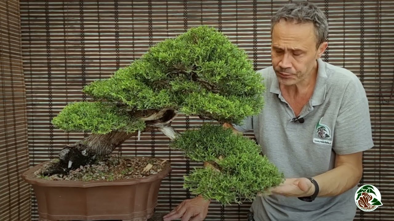 Ultima potatura prima dell'autunno(o di qualche mostra) di un cipresso bonsai