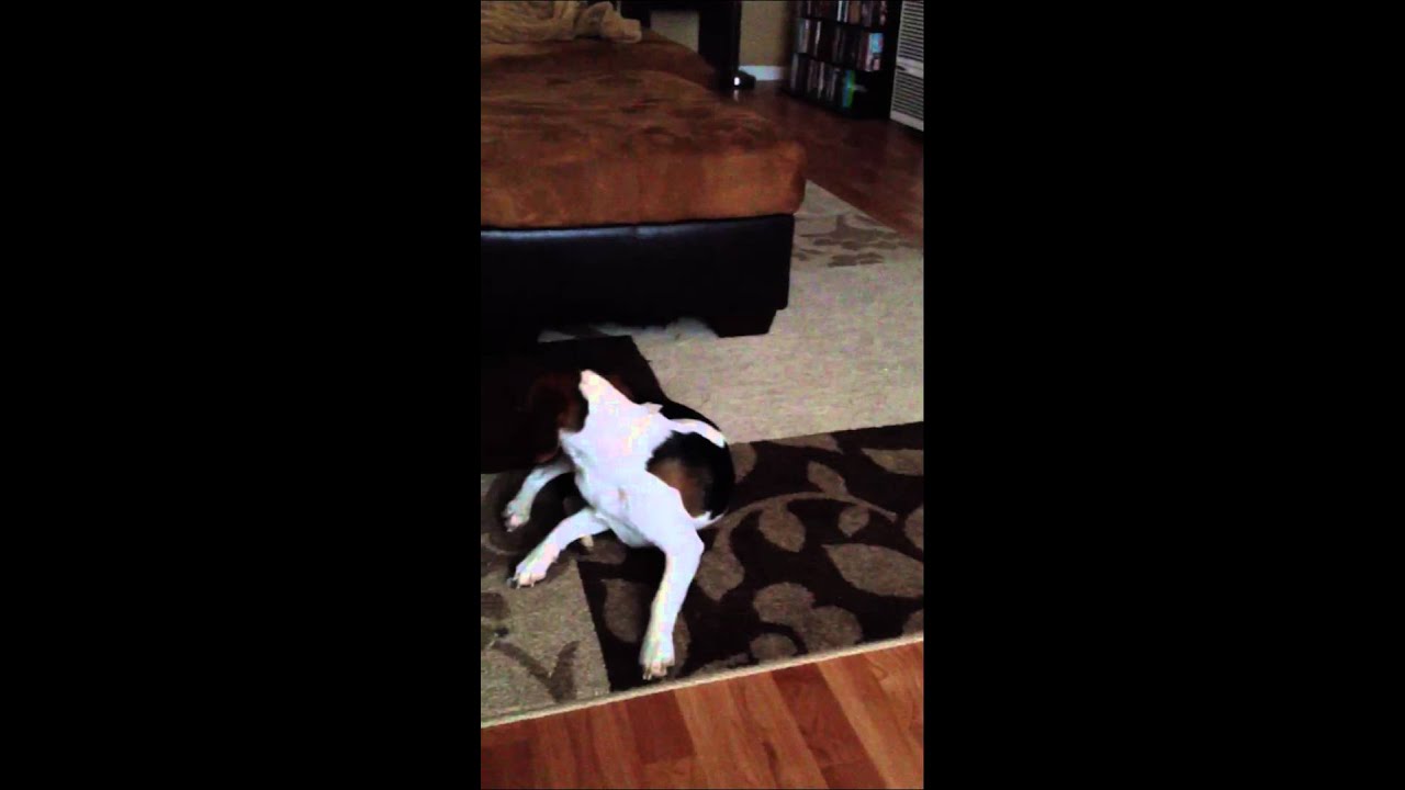 Beagle puppy chases his tail.