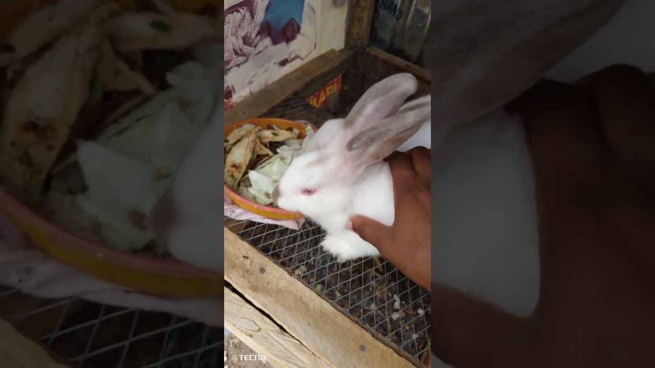 How to Feed the bunnies ❤️🥰
