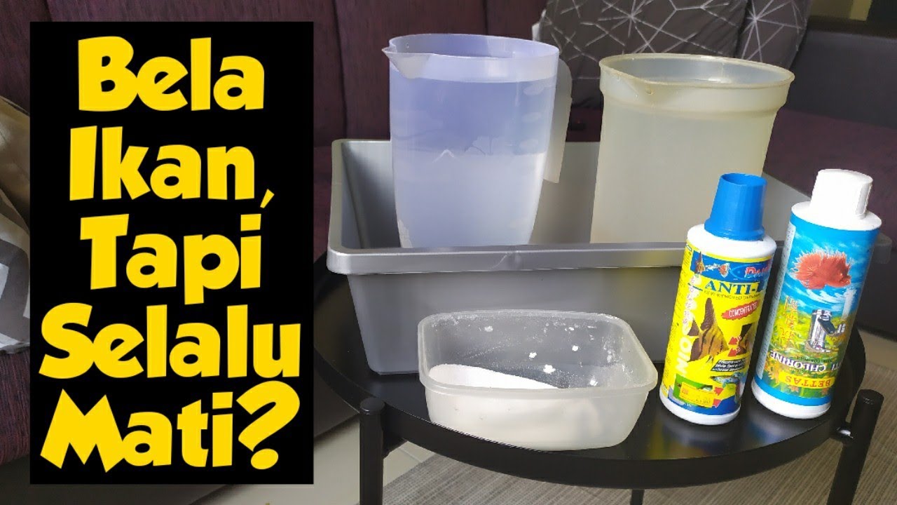 CARA PENYEDIAAN AIR UNTUK IKAN HIASAN - IKAN GUPPY