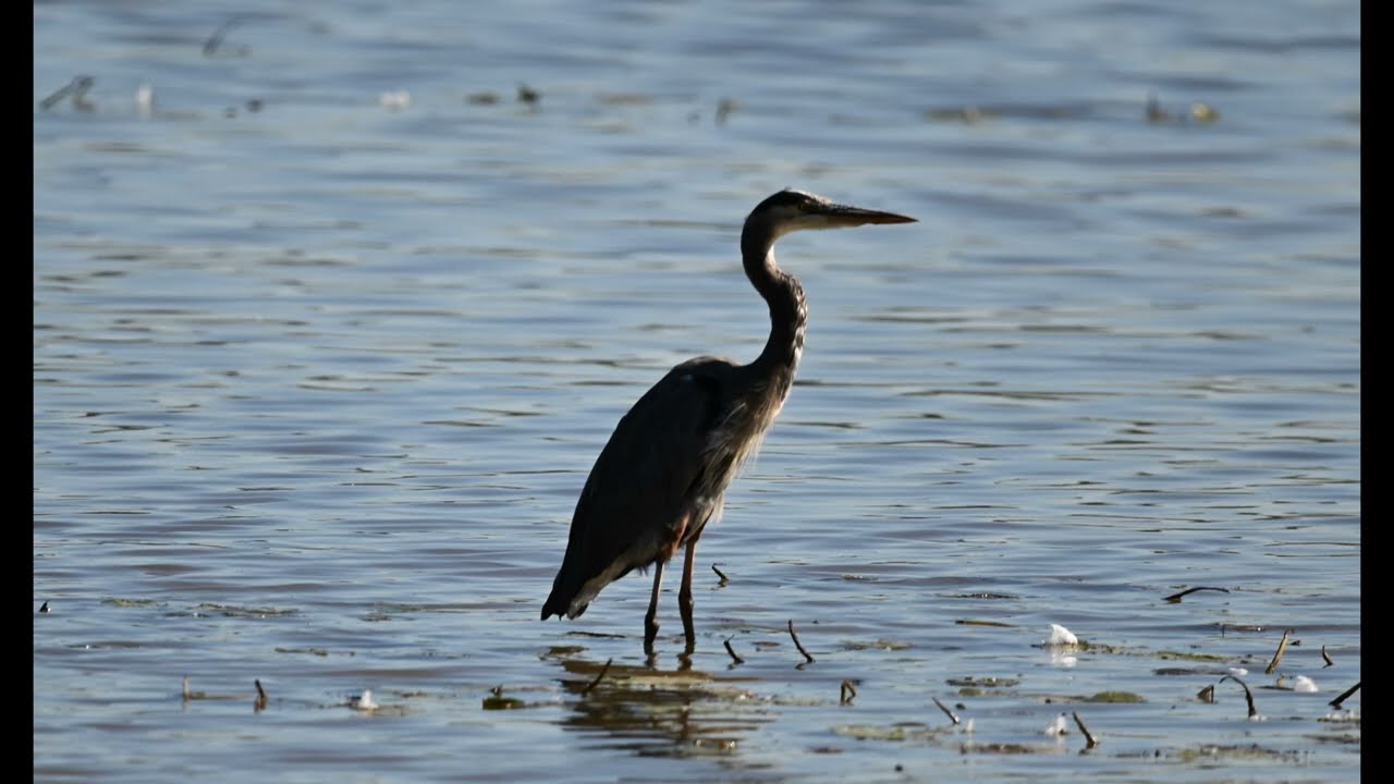 Ardea herodias, A. alba, Cygnus olor, Cygnus buccinator, Nannopterum auritum, Charadrius vociferus
