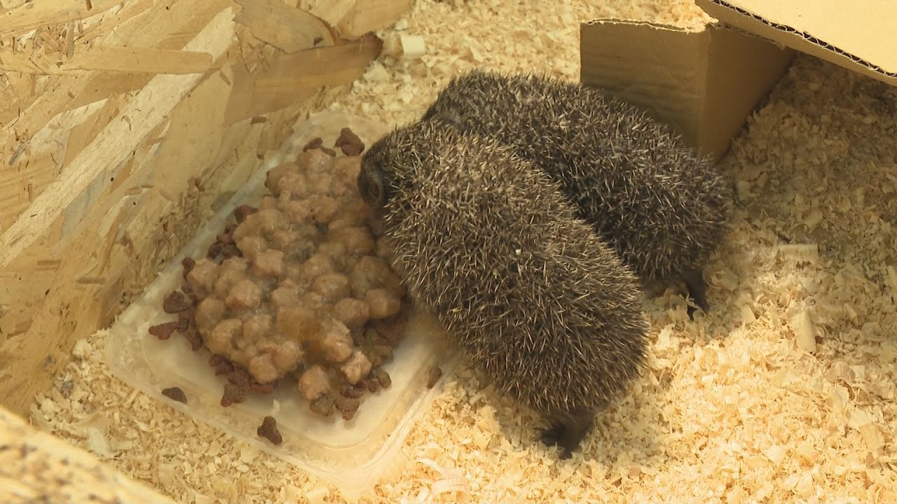 Amputálás mentette meg a süni életét