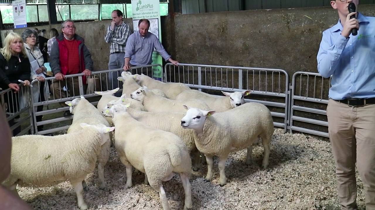Kevin McDermott on the performance of one star and five star rams