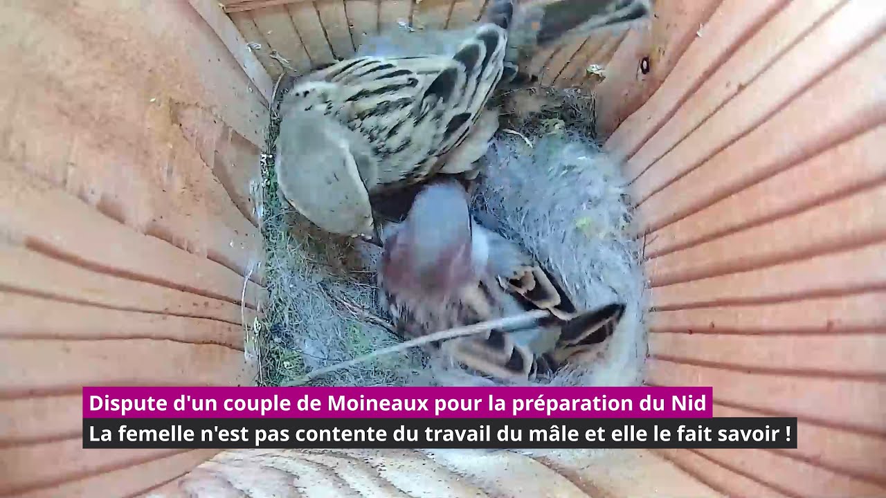 Dispute d'un couple de moineaux pour le choix du Nid