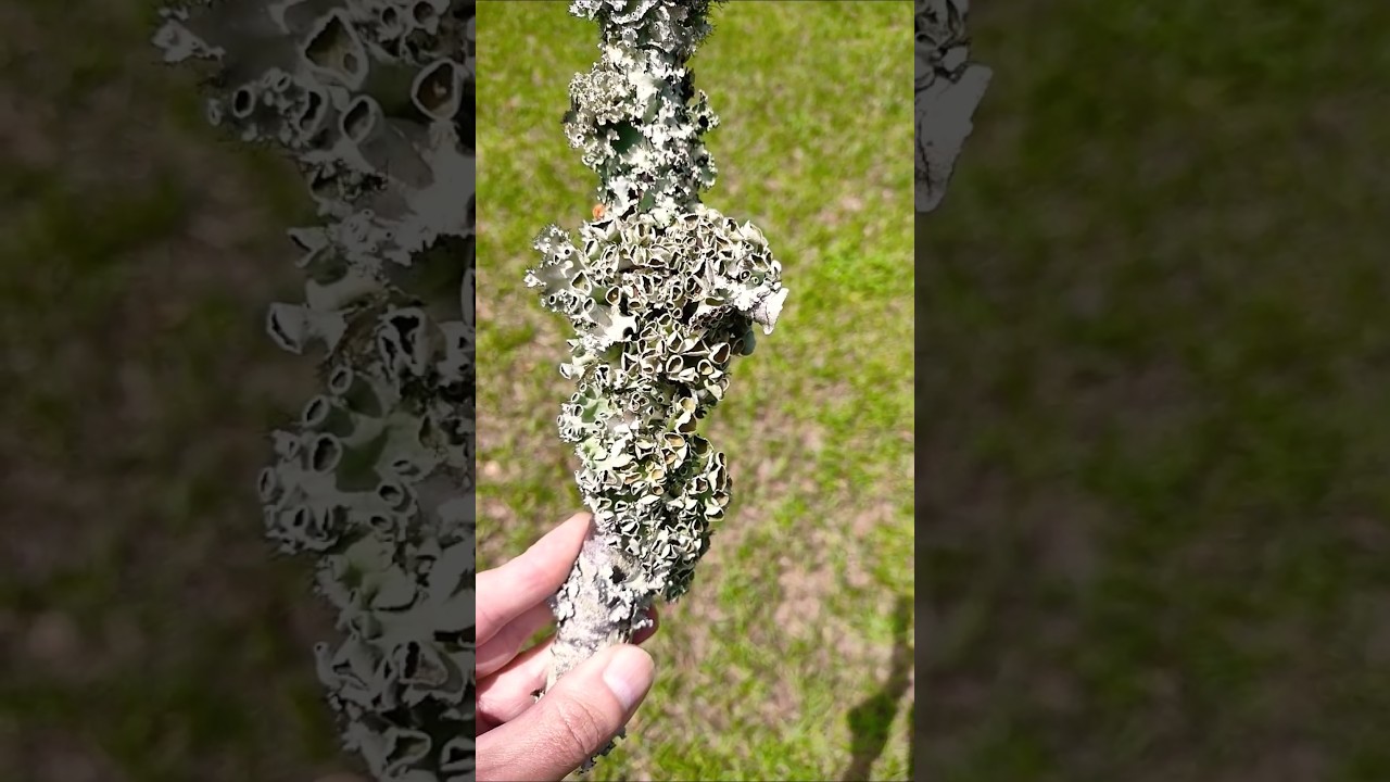 The most lichen on a single tree branch in my yard