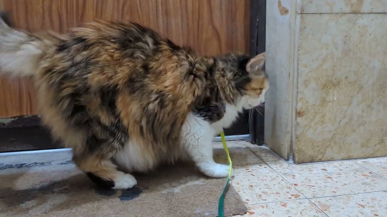 Taking my cat for a walk