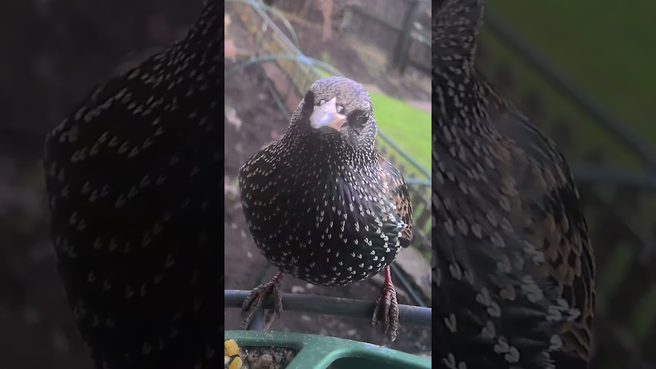 @birdfy_by_netvue @ArkWildlife @RSPBvideo