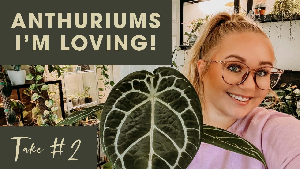 Anthuriums I’m Loving in My Collection + a BIG Surprise!!