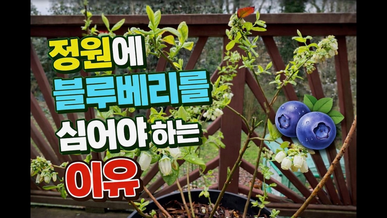 왜 정원 화분에 블루베리를 꼭 심어야 할까요?