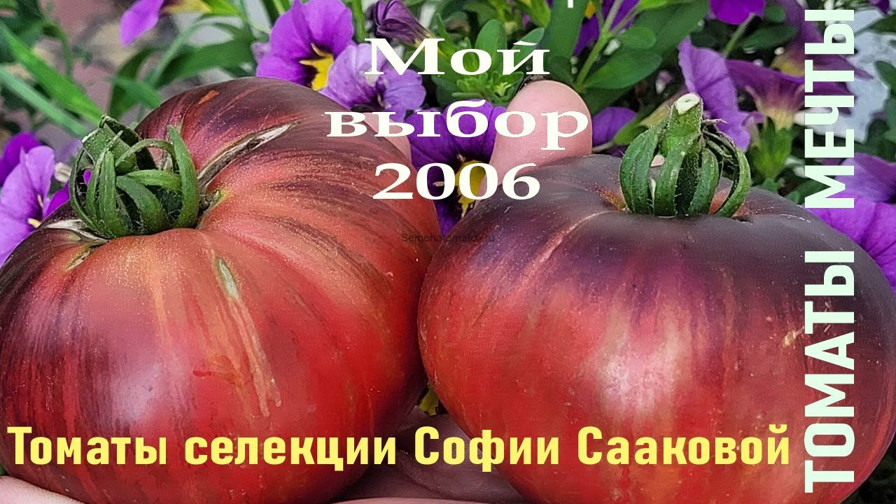 Томаты мечты - Мой выбор 2026 - Томаты селекции Софии Сааковой