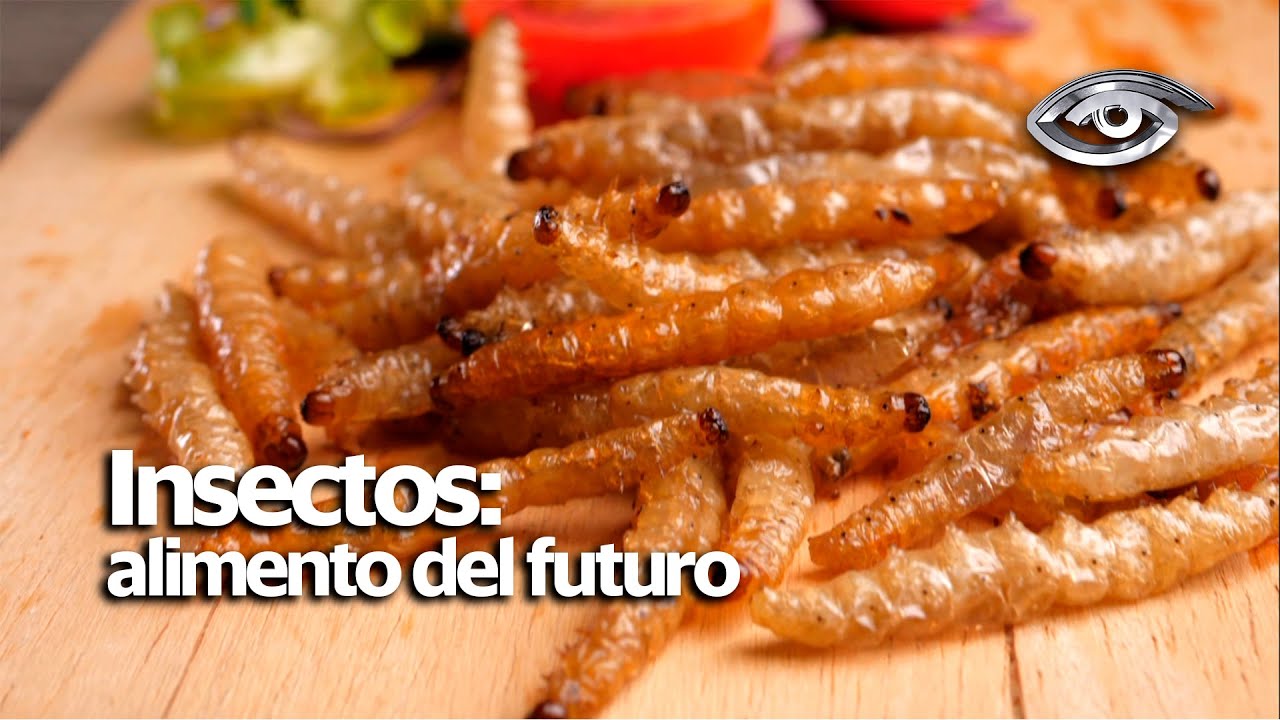 Insectos: alimento del futuro - Día a Día - Teleamazonas
