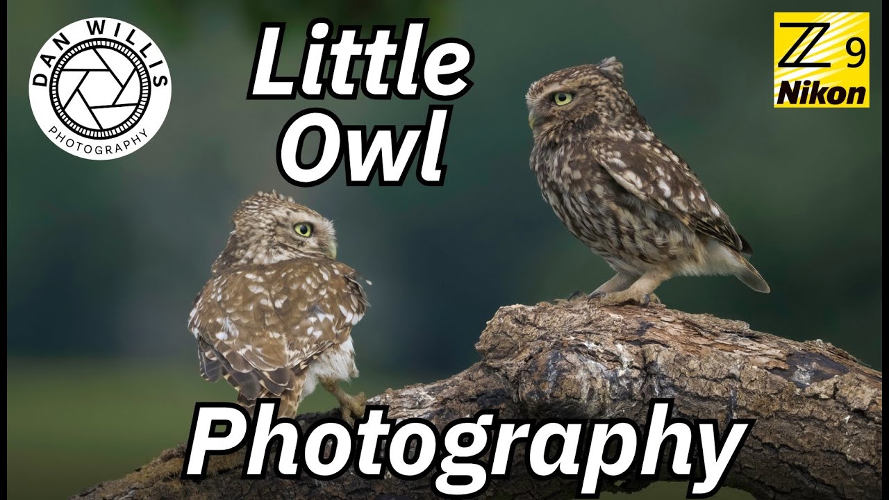 Little Owl Photography at Staffordshire Wildlife Hides