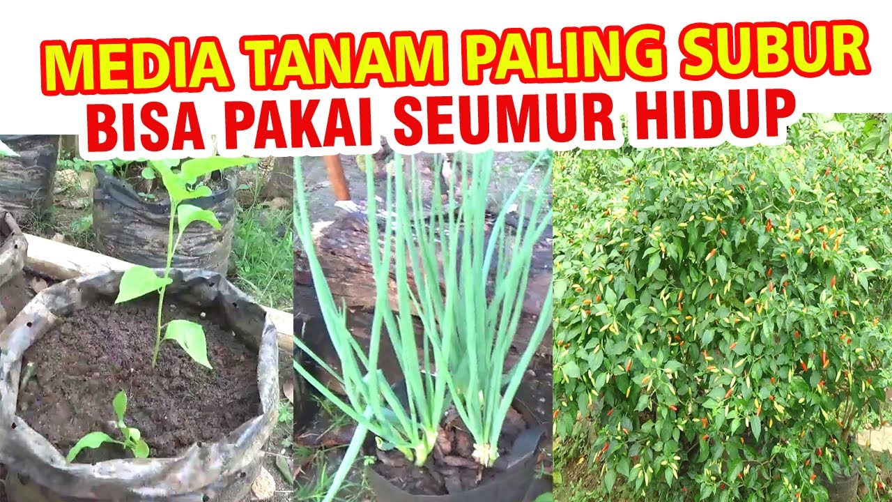 Cara Buat Media Tanam Polybag Paling Subur & Sehat  Bisa Pakai Seumur Hidup