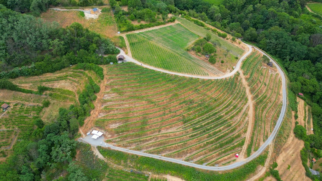 IRRIPORT  Bewässerung im WEINbau mit begrenzter Wasserverfügbarkeit in Zwingenberg