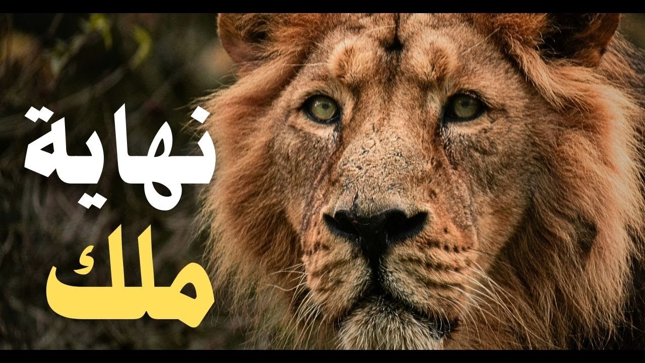 خيانة في قلب البرية | وثائقي الأسود ونهاية ملك الغابة 🦁 قصة الأسد العجوز