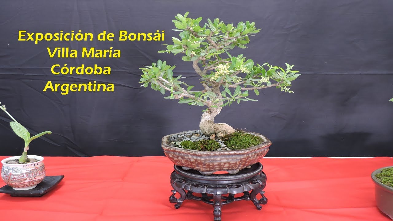 Exposición de Bonsái  N' 23 Villa María Córdoba ,Argentina