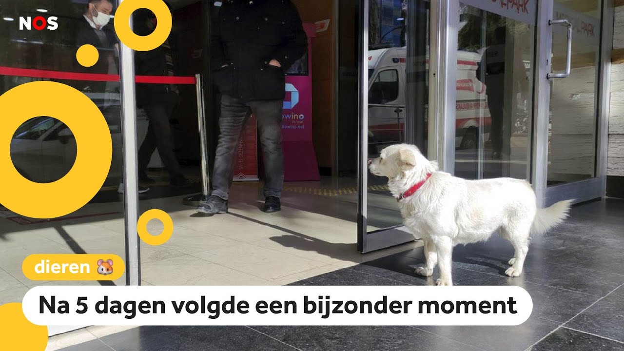 Hond wacht dagen op z'n baasje voor het ziekenhuis