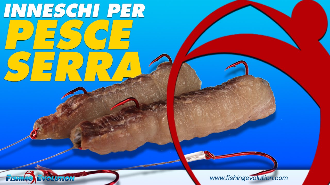 Inneschi SurfCasting: Preparare Filetti di Cefalo per Pesce Serra (2 Versioni + Bonus Nodi)