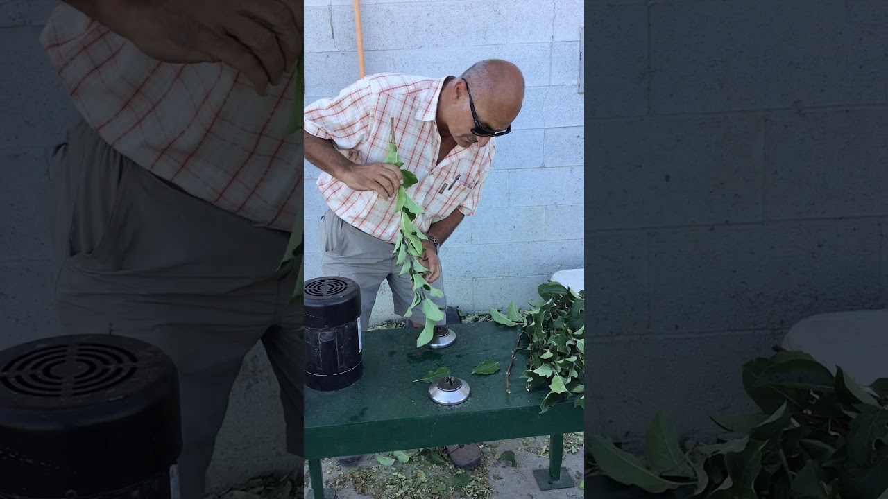 Bud Wood Leaf Stripper