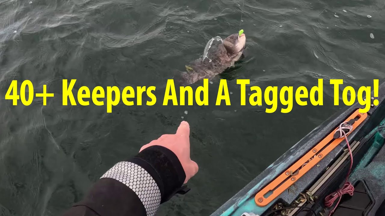 I Have Never Caught This Many Keeper Tautog Ever! With A Bonus Tagged Fish!