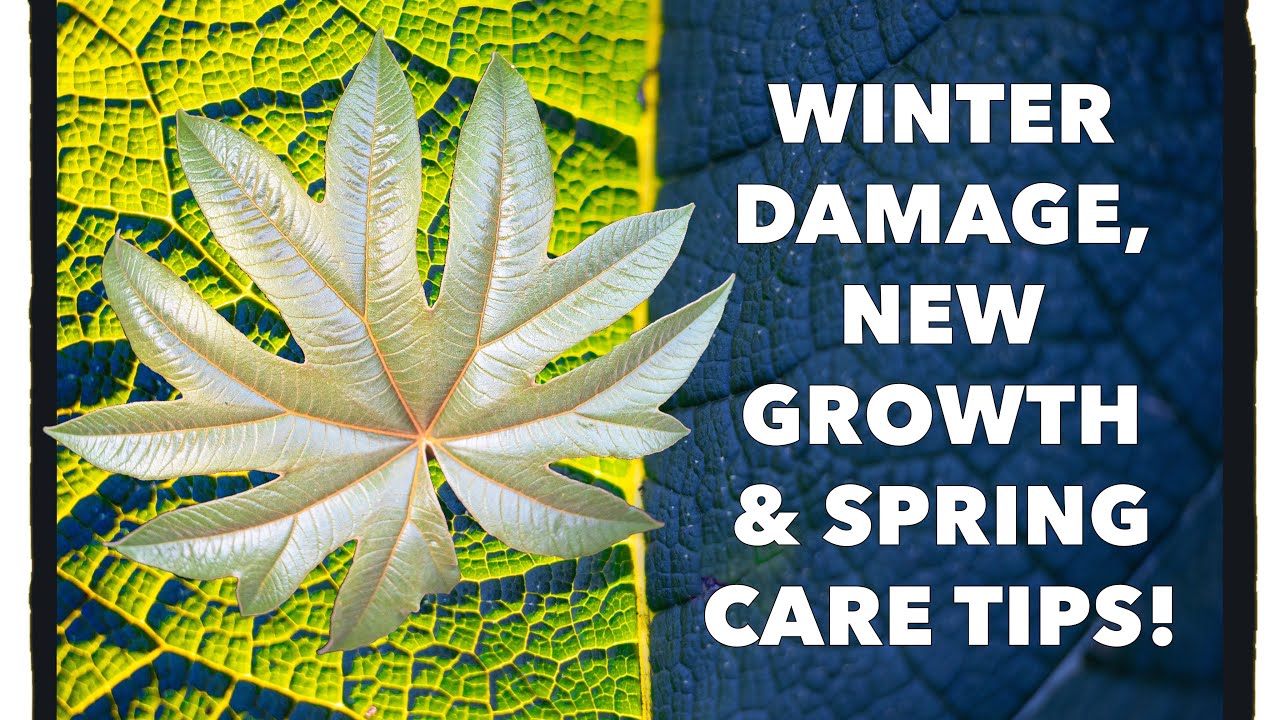 Big Exotic Leaves Spring Update - Gunnera, Tetrapanax & Zantedeschia Care Tips