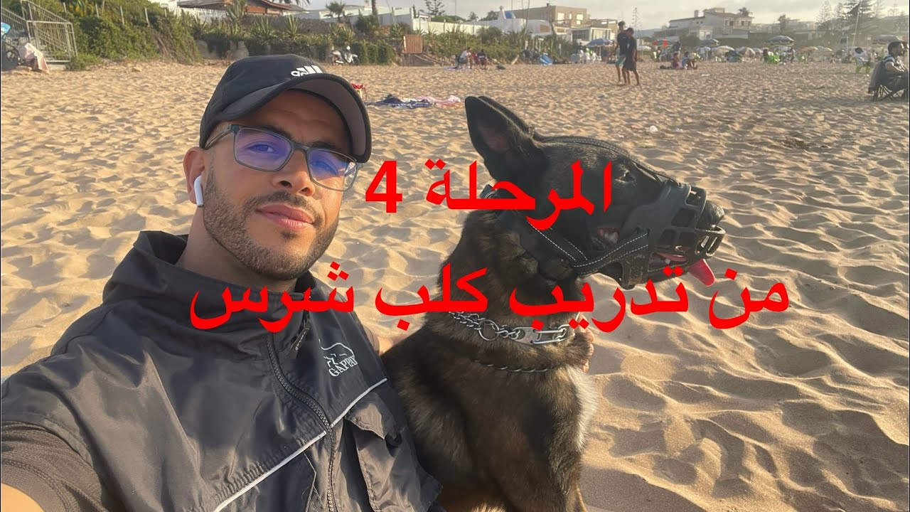 كيفية تدريب كلب شرس ( المرحلة 4)