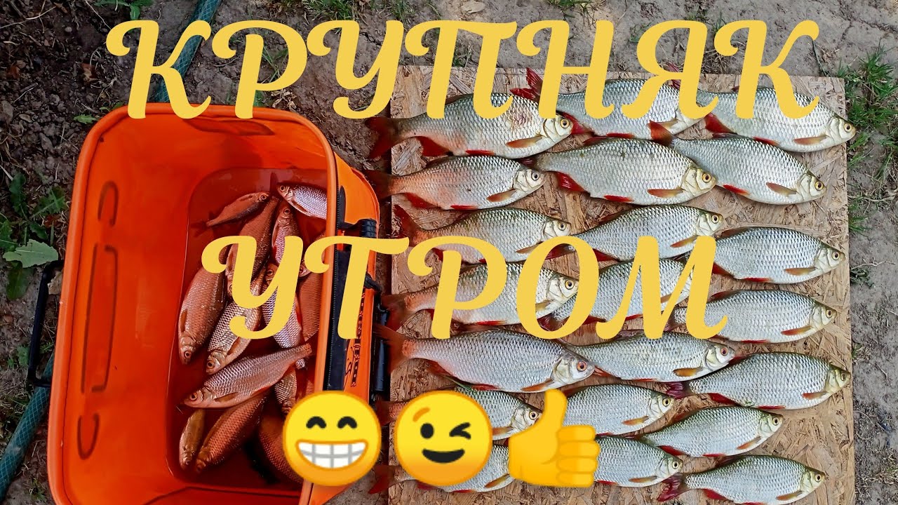 Рыбалка.Крупная краснопёрка и плотва на кукурузу 😁😉👍👍👍