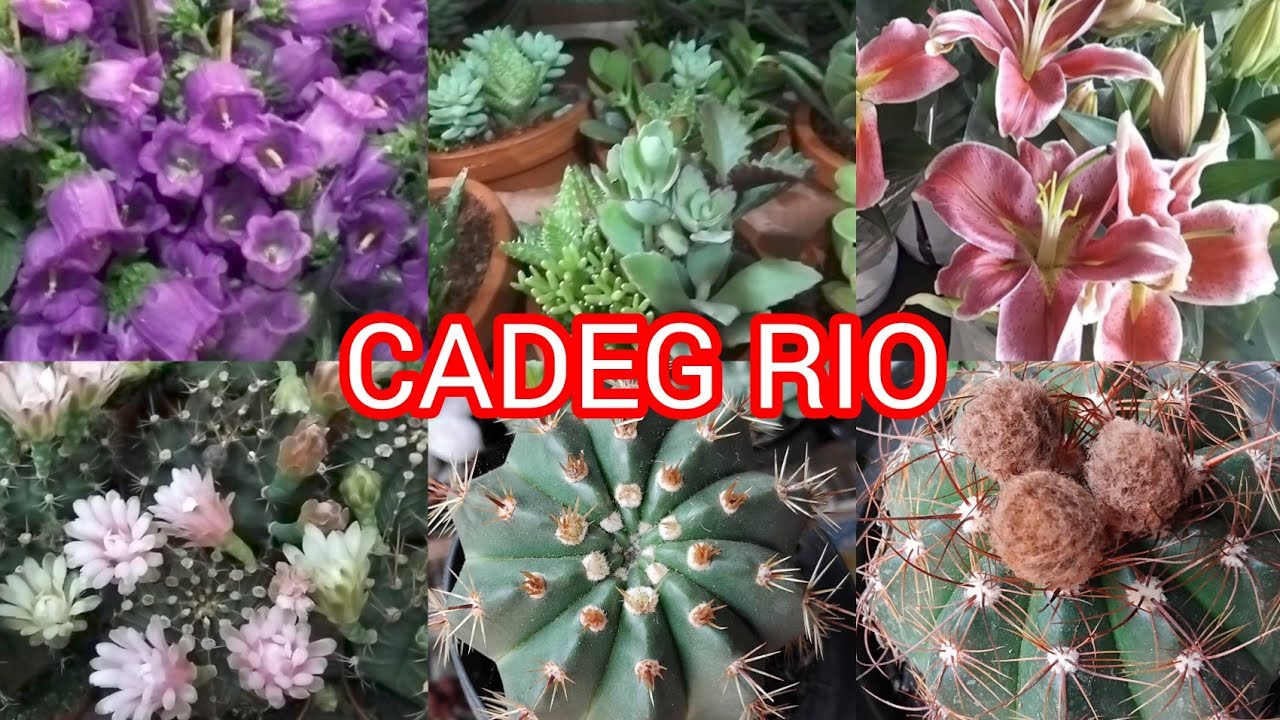 Cadeg no sábado!#fypviral #plantas #cactos #suculentas #viralyoutubevideo#jardim#jardim #casa#flores