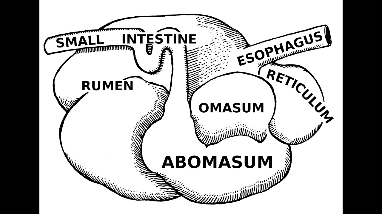 Digestive Systems of Livestock: Anatomy