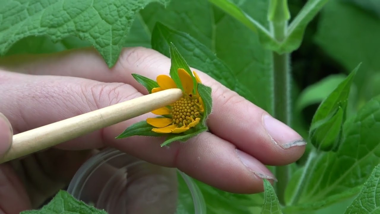 Yacon bestuiven en zaad oogsten