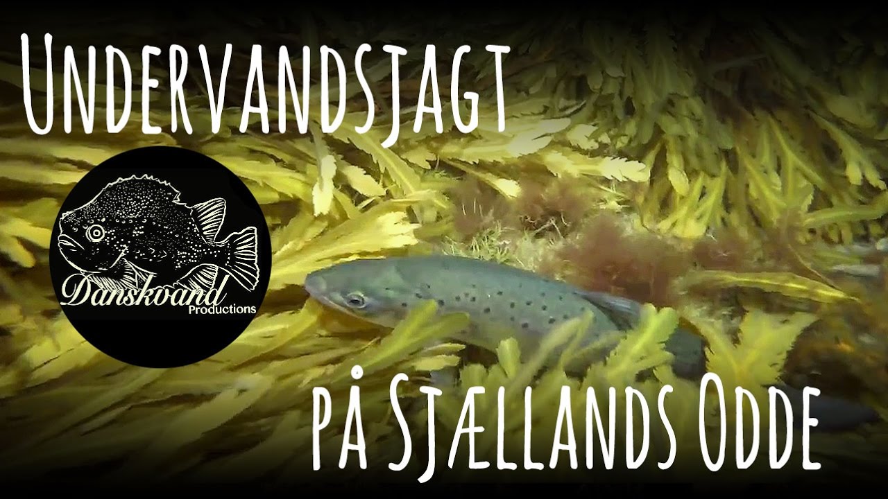 Undervandsjagt p&aring; Sj. Odde - Hav&oslash;rred - uvjagt