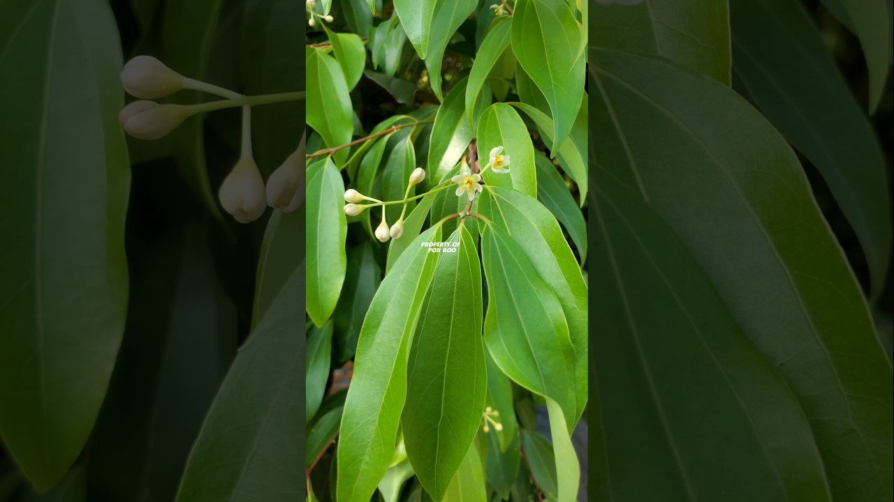 POHON KAYU MANIS ‼️ Cinnamomum Verum 