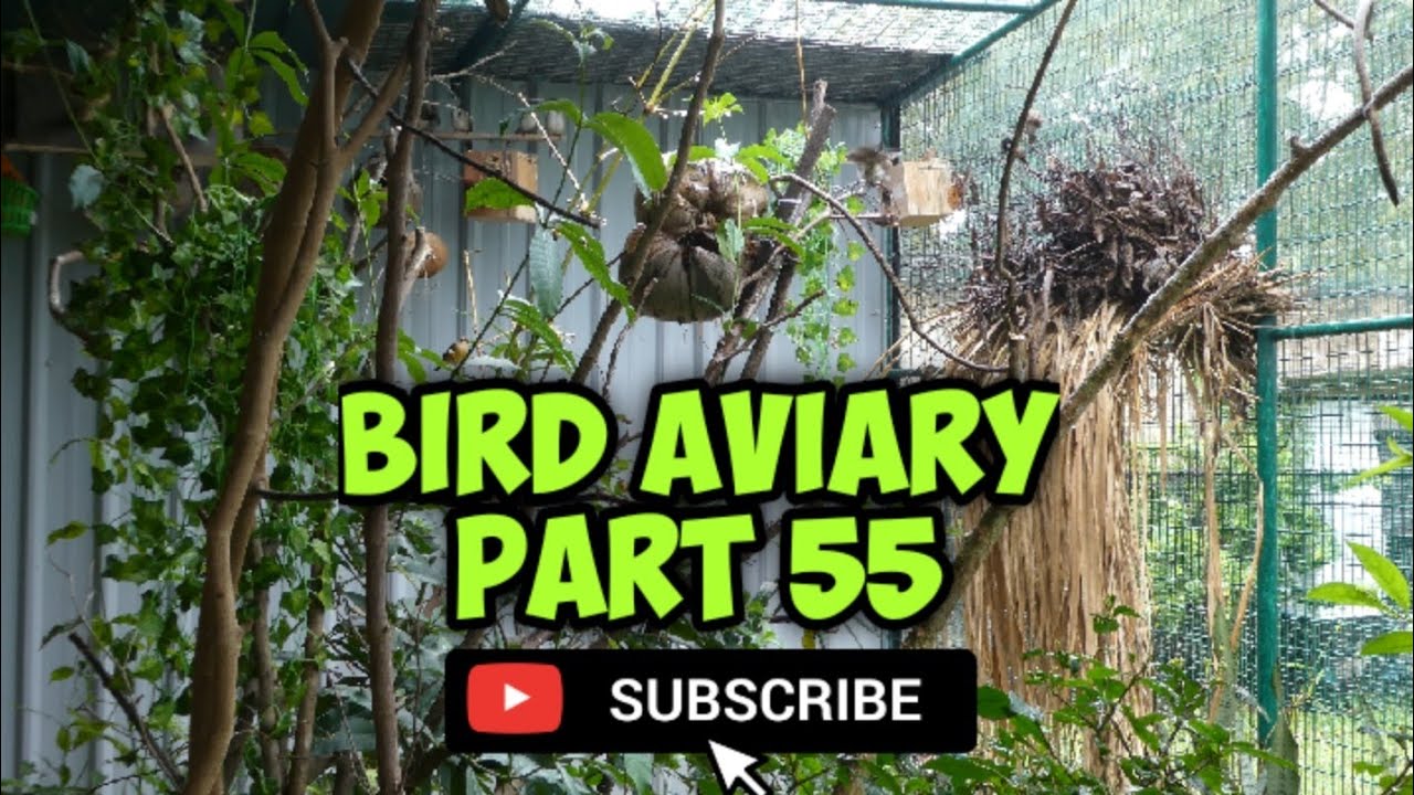 Ultimate Outdoor Bird Aviary Setup ( Part 55)